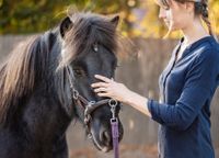 Osteopathie für Pferde | Therapie | Langenneufnach | Augsburg